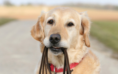 Dogs