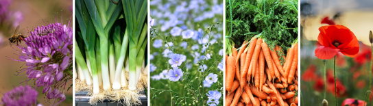 Pictures of flowers and vegetables